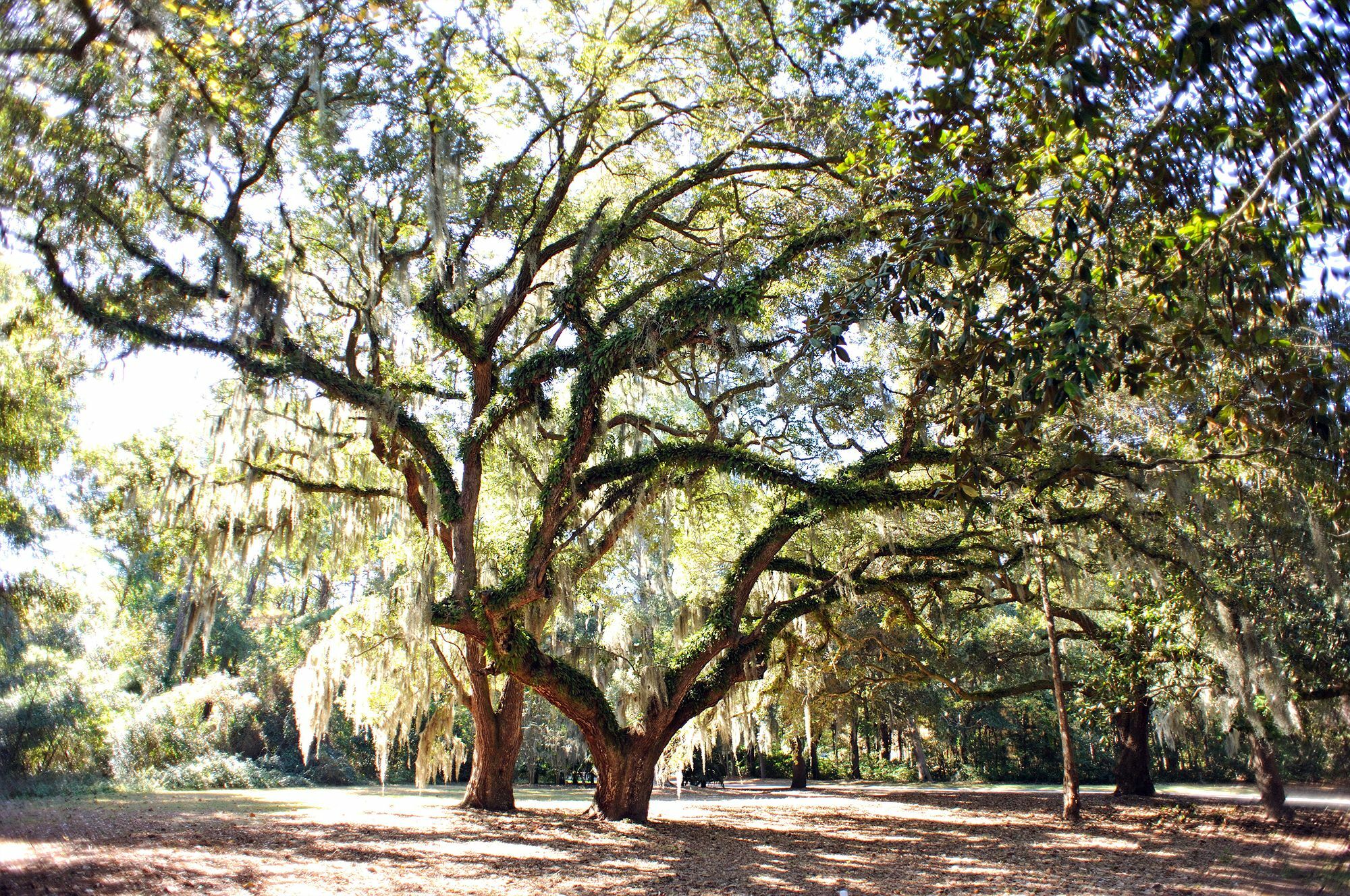 Pawleys Plantation Golf & Country Club Hotel Pawleys Island Eksteriør billede